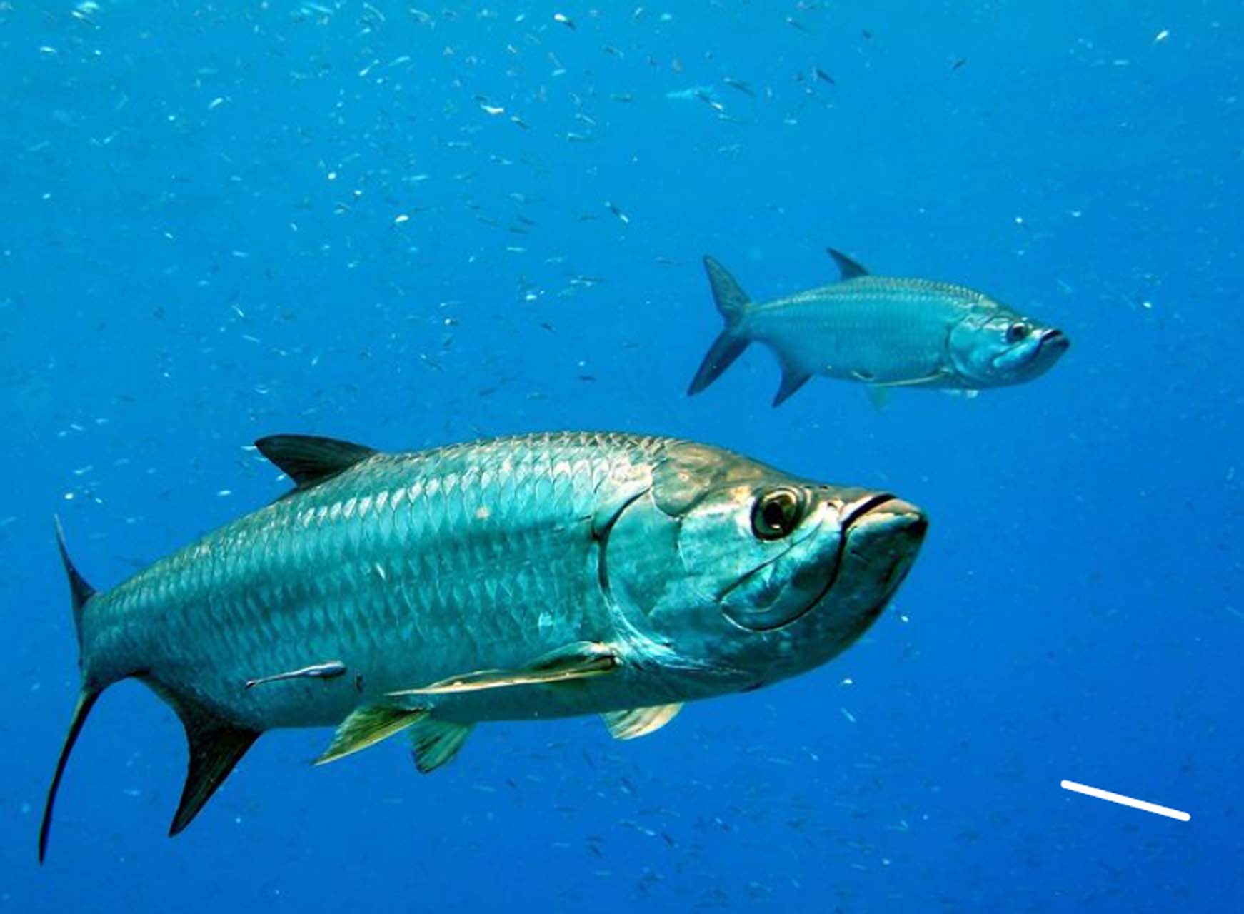 Aquarium Guadeloupe (2)