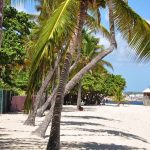 Plage des Alizés – Le Moule : une oasis de calme à deux pas de l’animation