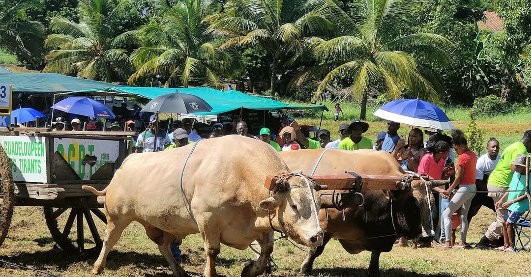 Grande Finale du Festival des Bœufs-Tirants 2025