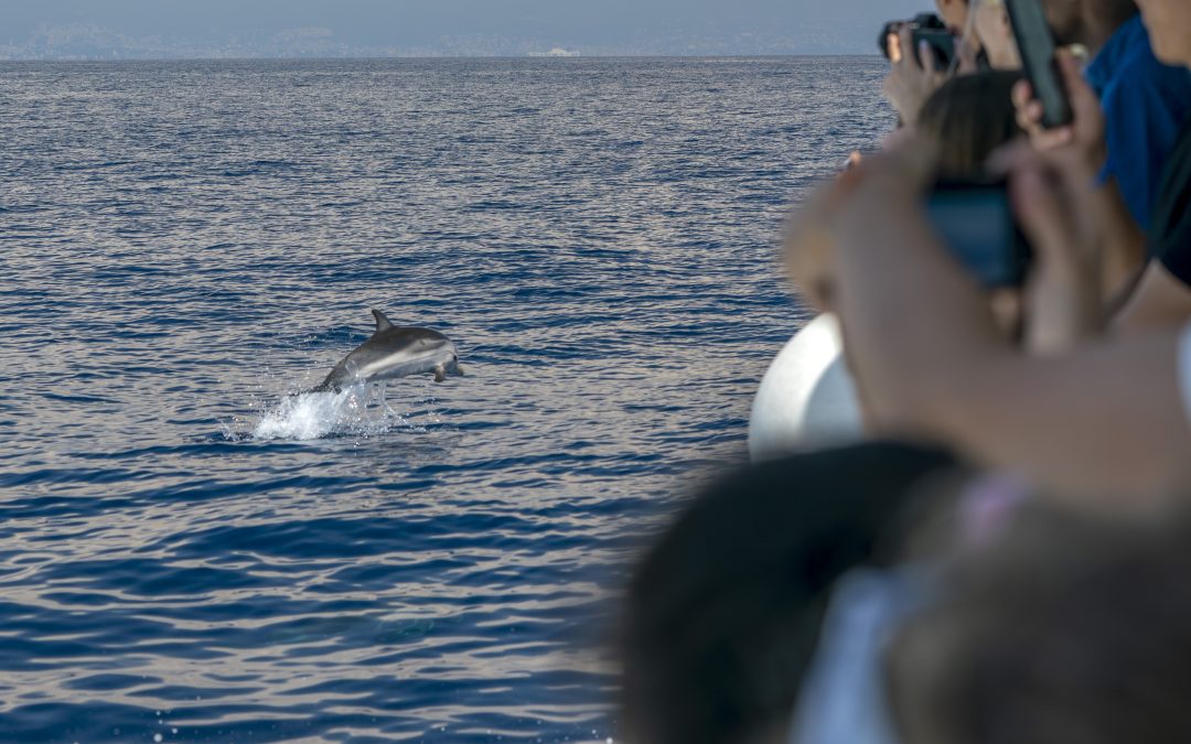 excursion dauphins en bateau en Guadeloupe