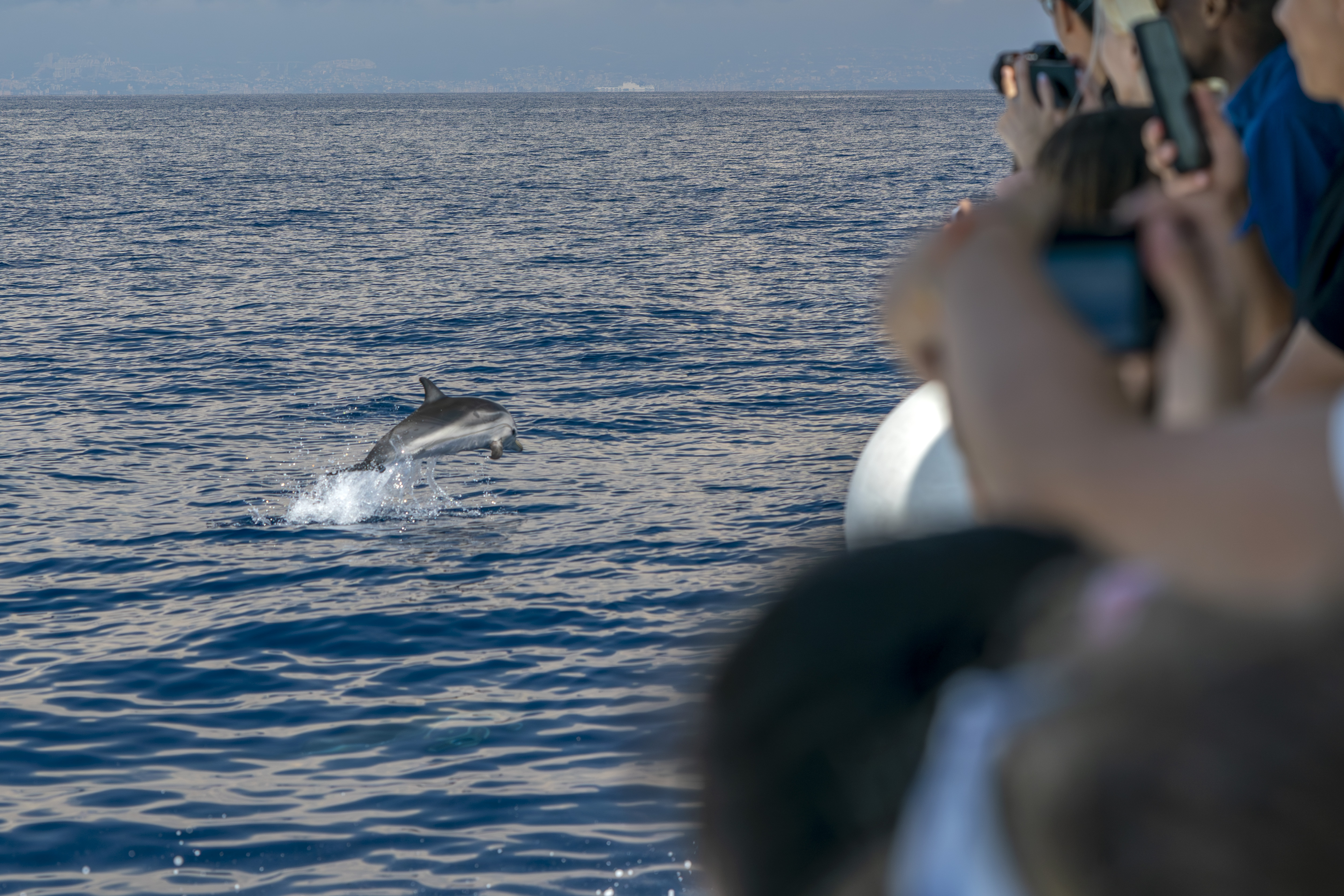 excursion dauphins en bateau en Guadeloupe
