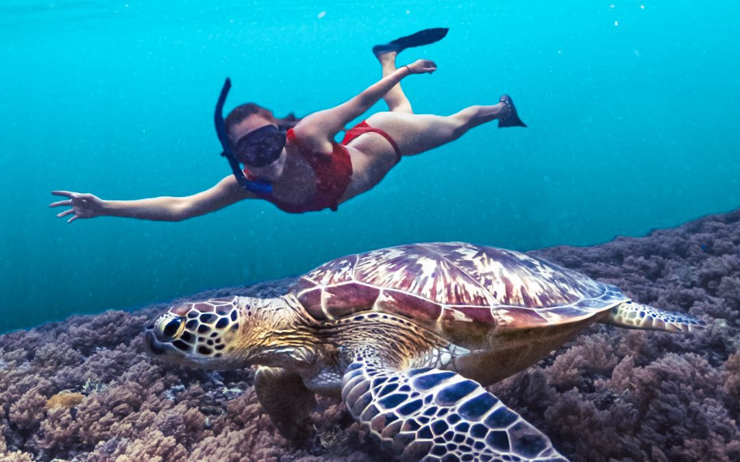 Personnes faisant du snorkeling avec des tortues marines en Guadeloupe