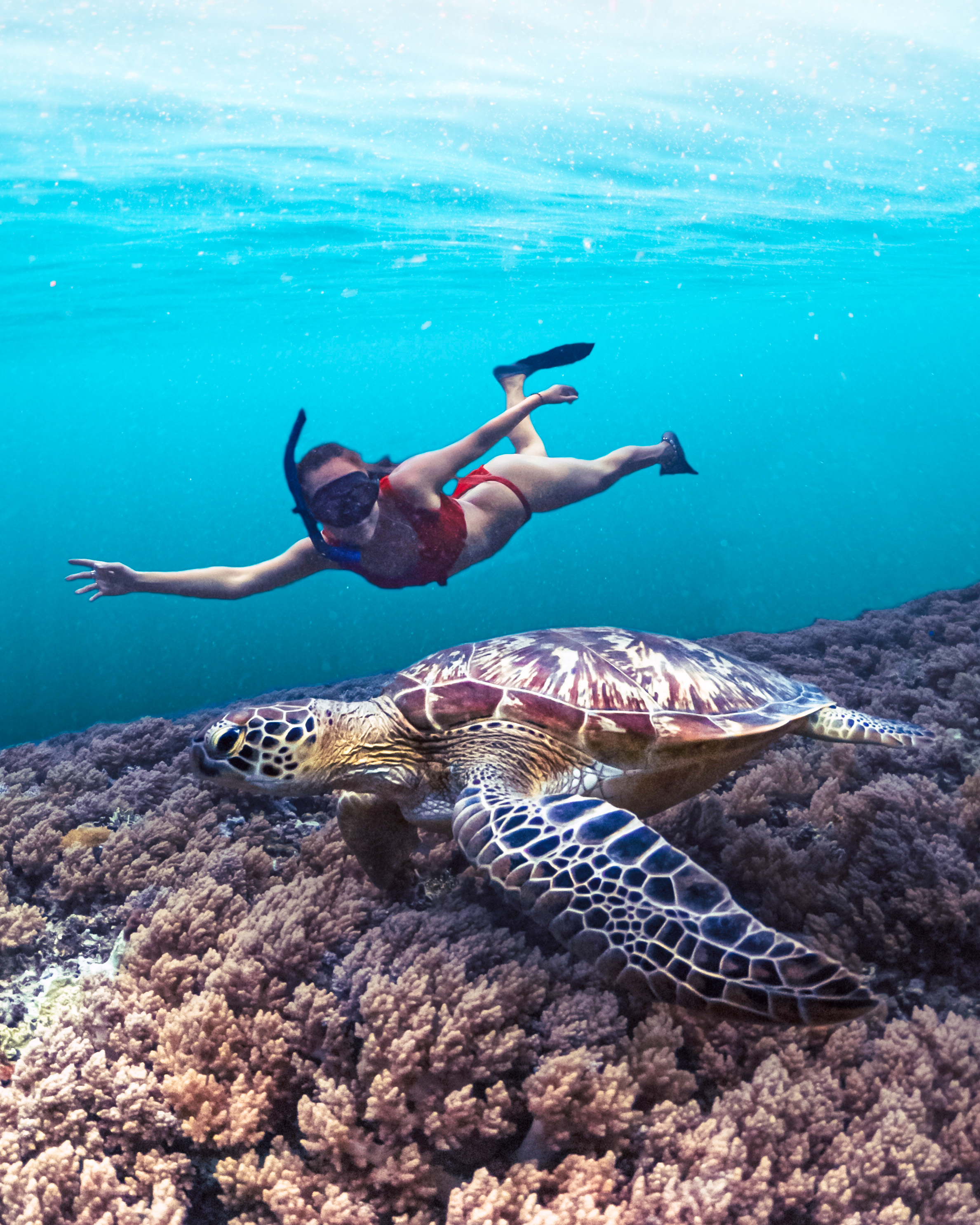 ou-voir-tortues-guadeloupe-snorkeling-100-gwada Personnes faisant du snorkeling avec des tortues marines en Guadeloupe